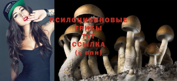 прущие грибы Армянск